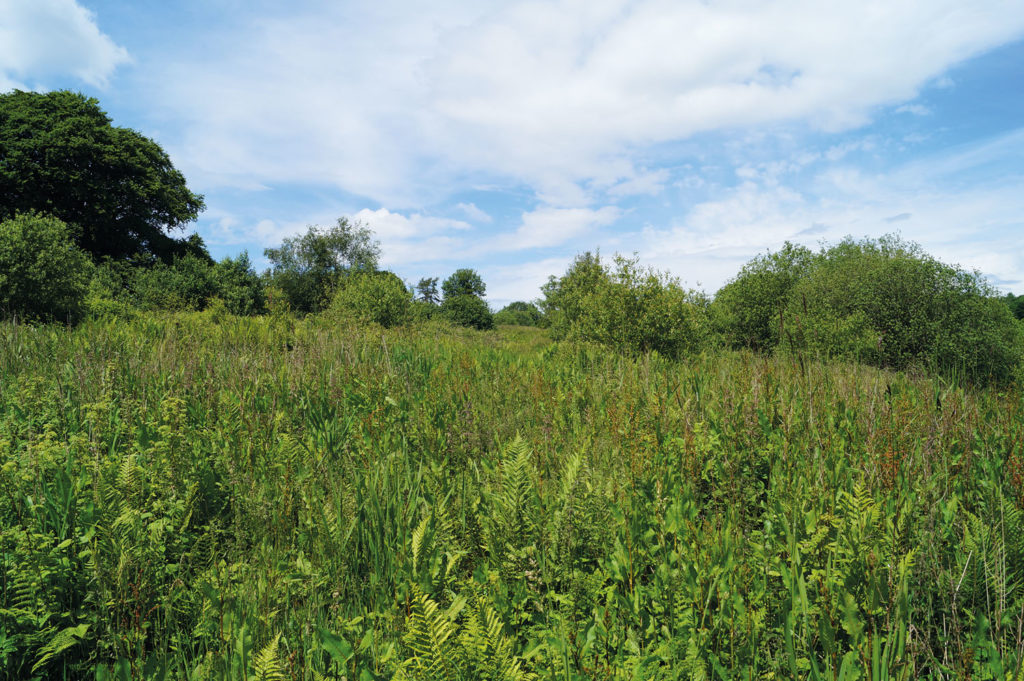 Big-scale bird food