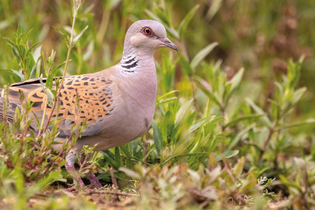 A Turtle Dove Triumph