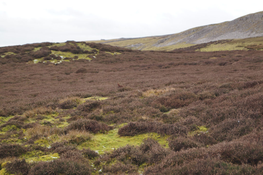 Heather moorland at Bolton