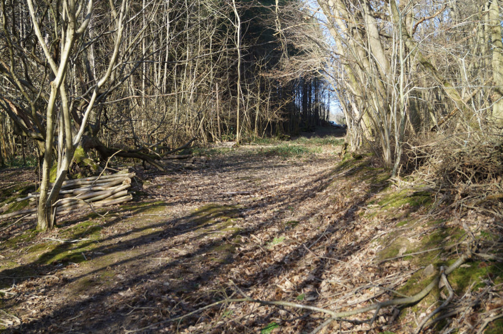 Ancient Woodland Restoration