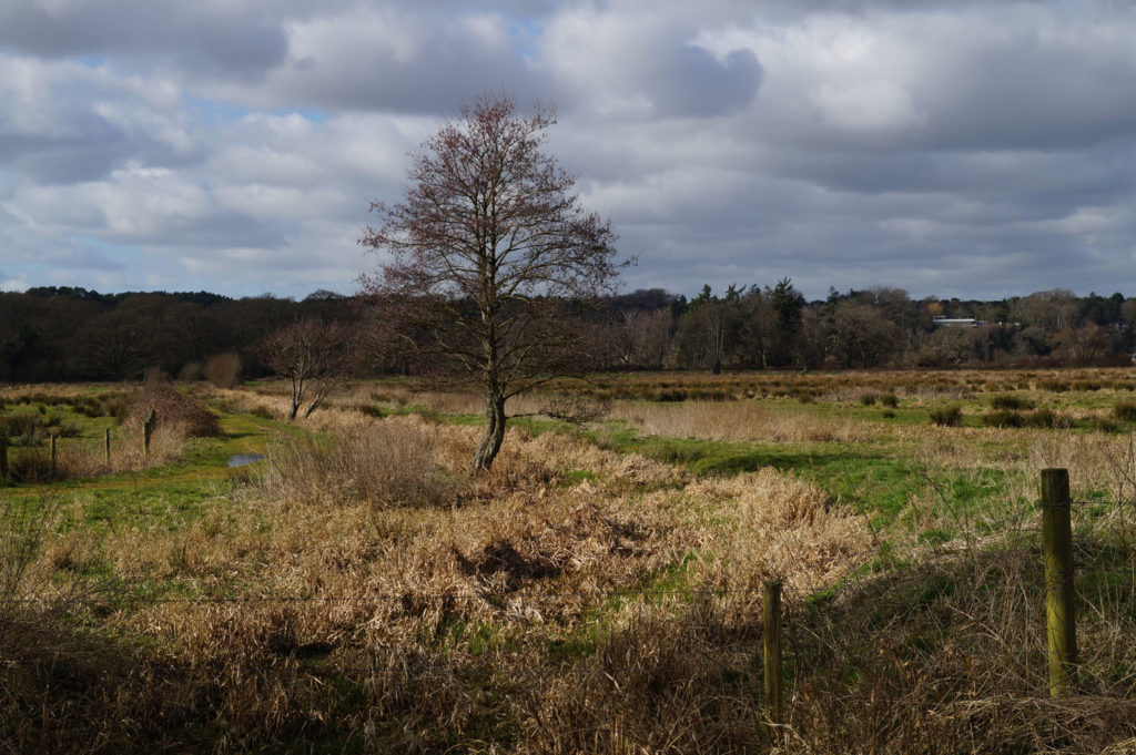 A Haven for Hampshire Lapwing