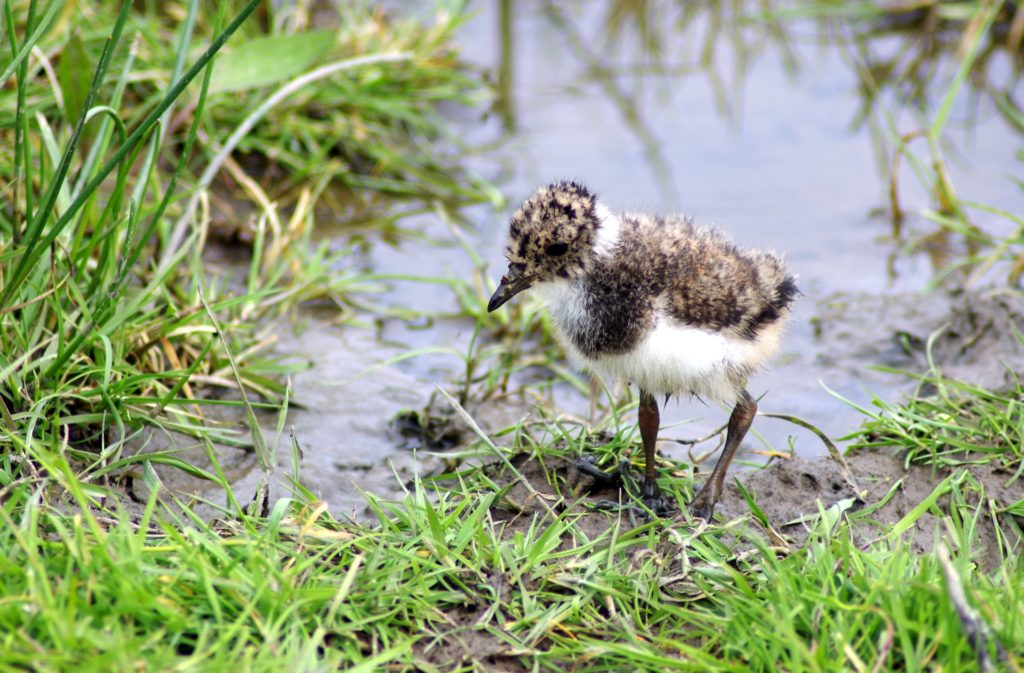 Lapwing chick