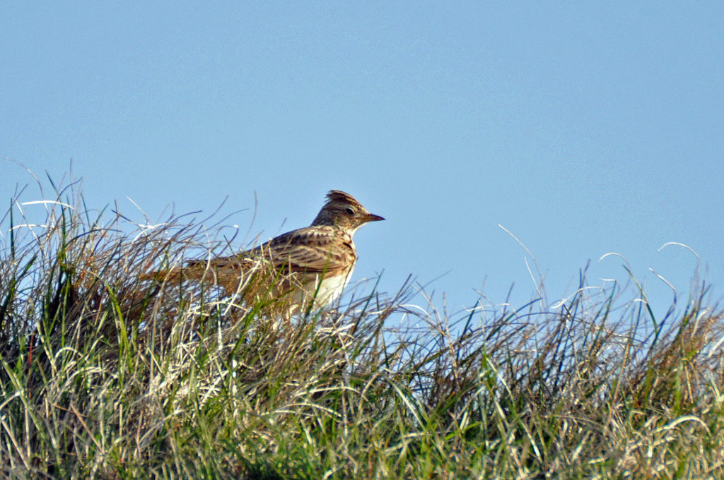 Skylark