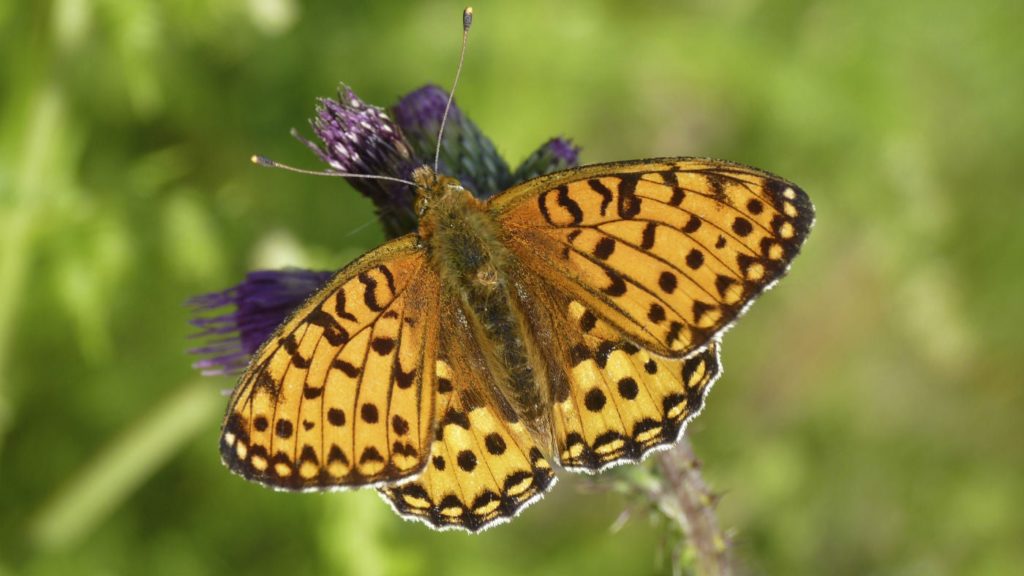 Dark green fritillary butterfly