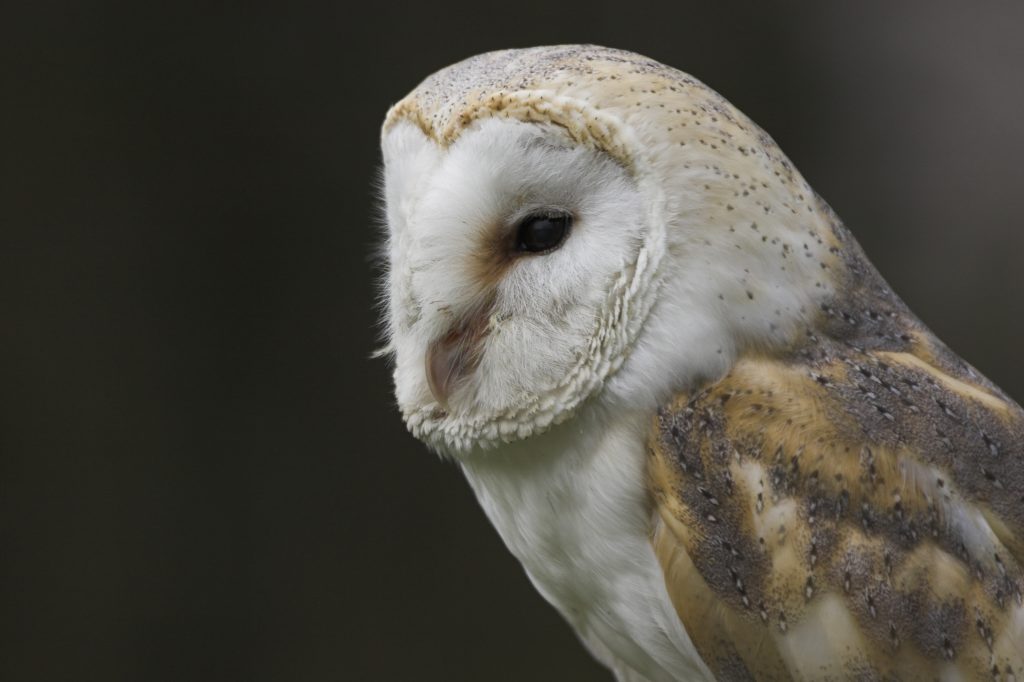 Barn owl