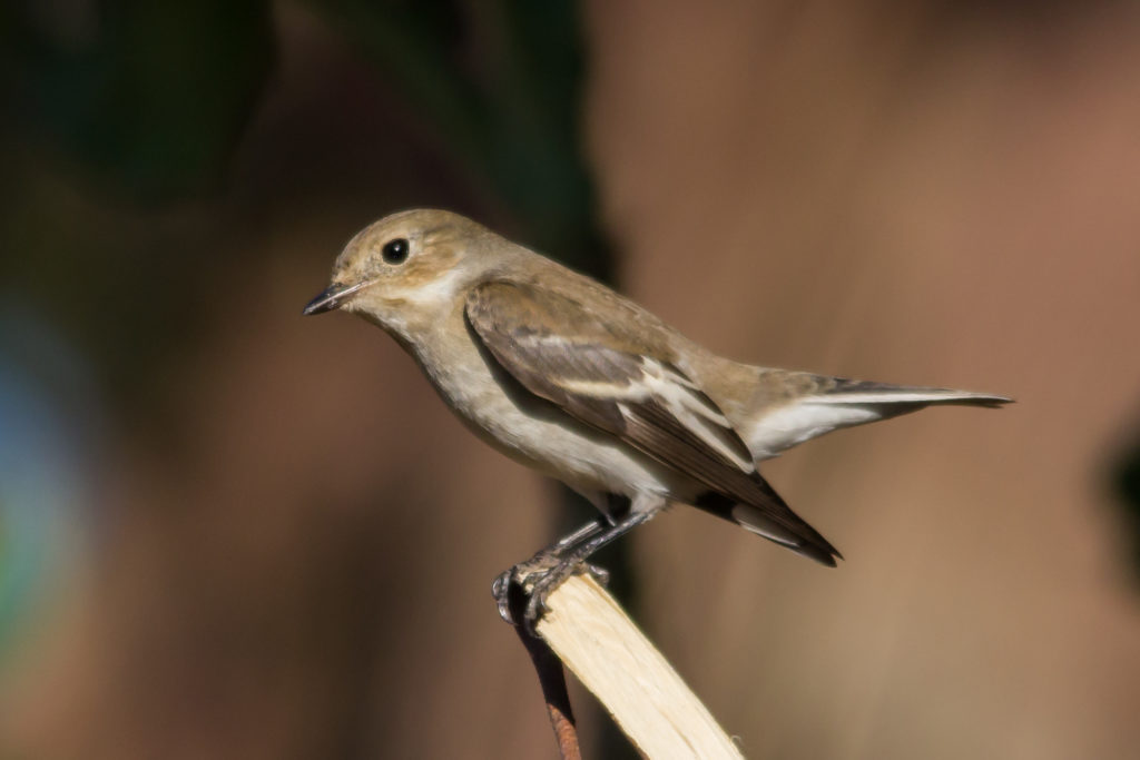 Pied flycatcher