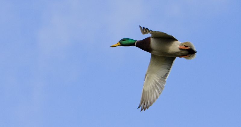 A mallard on the farm