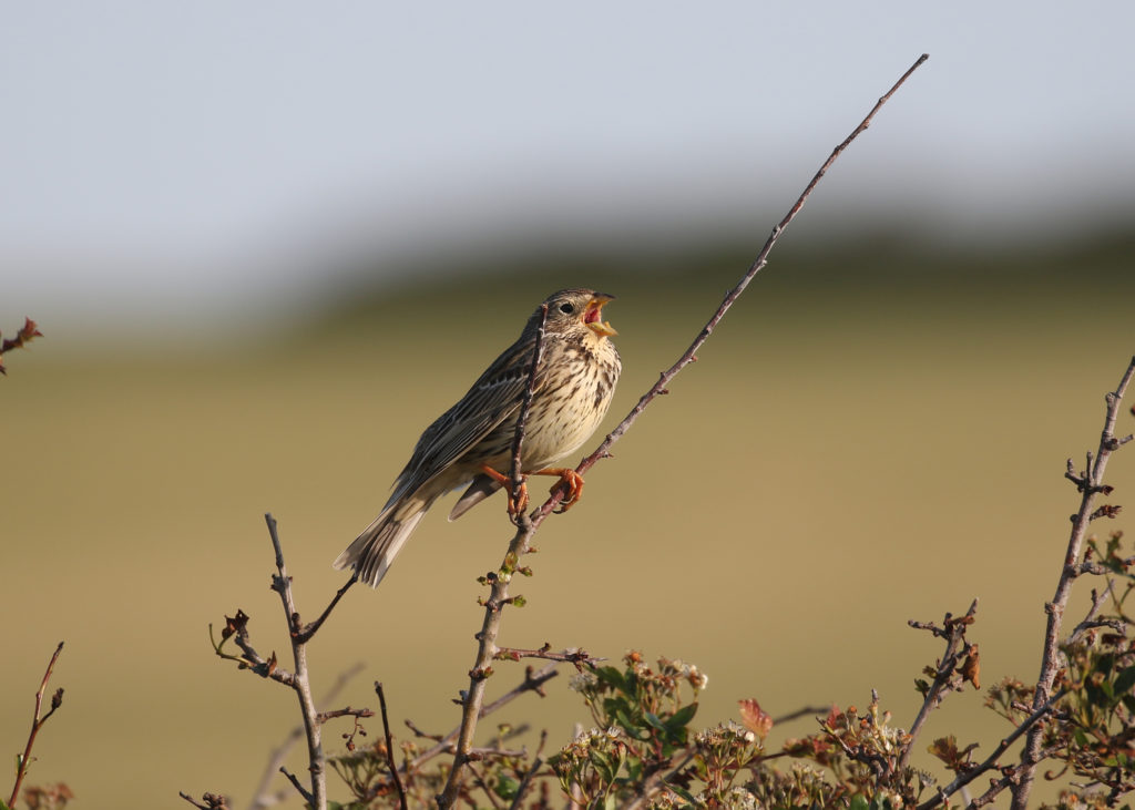 Corn bunting