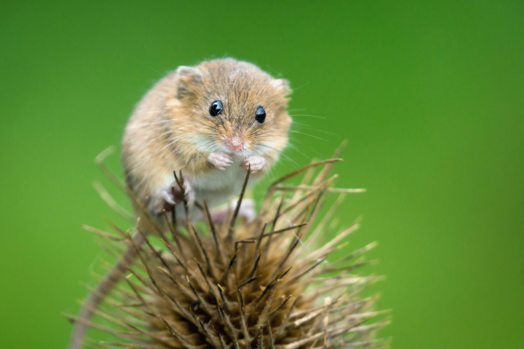 Harvest Mouse