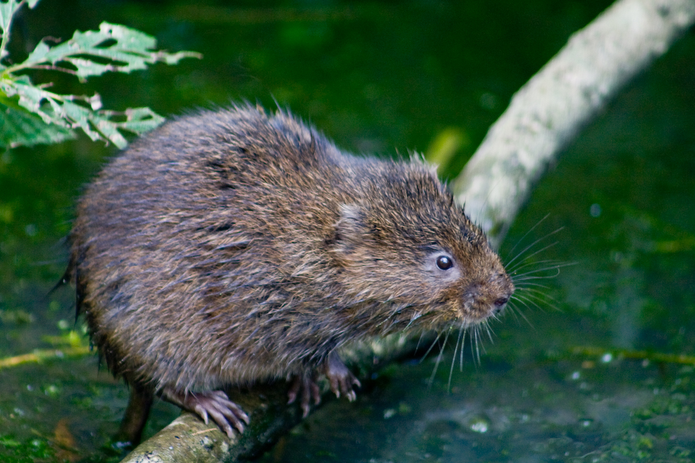 Water vole