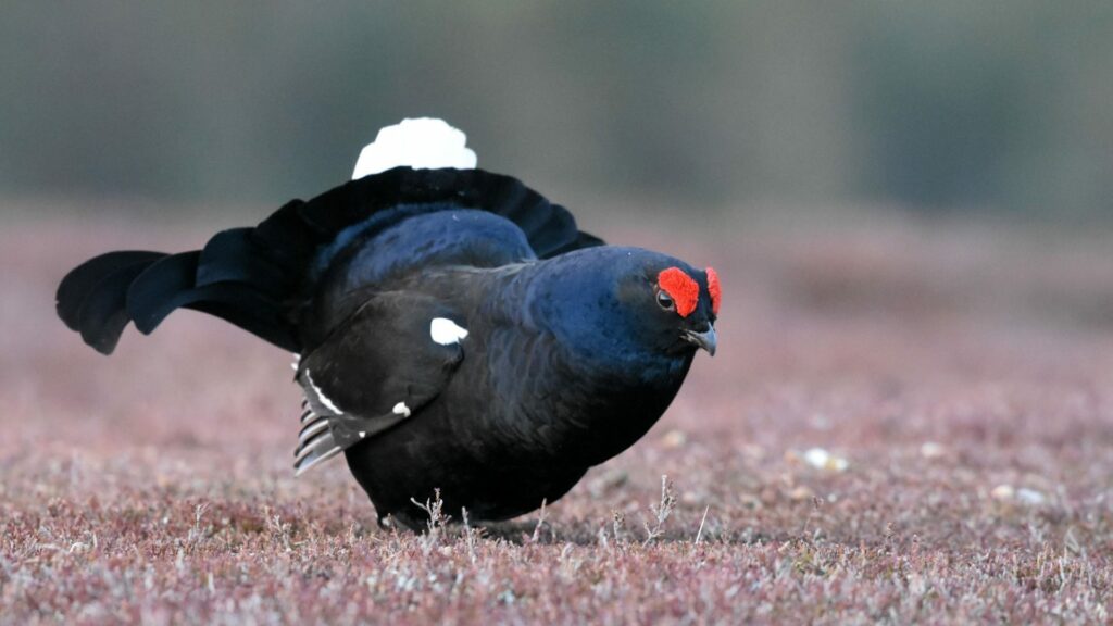 Creating woodlands for black grouse in upland northern England