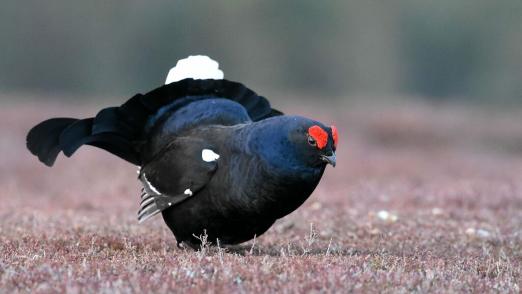 Conserving the black grouse