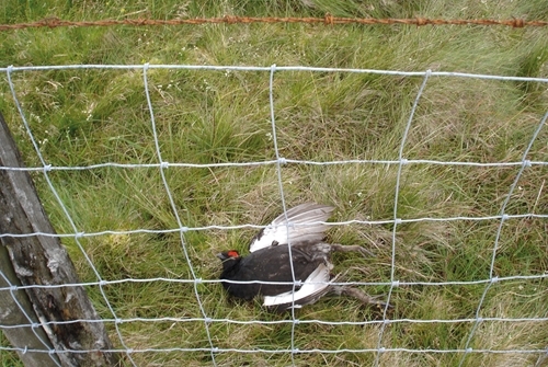 Black grouse fence collisions and marking