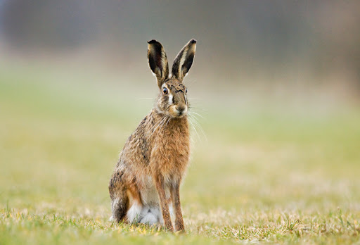 Conserving the brown hare