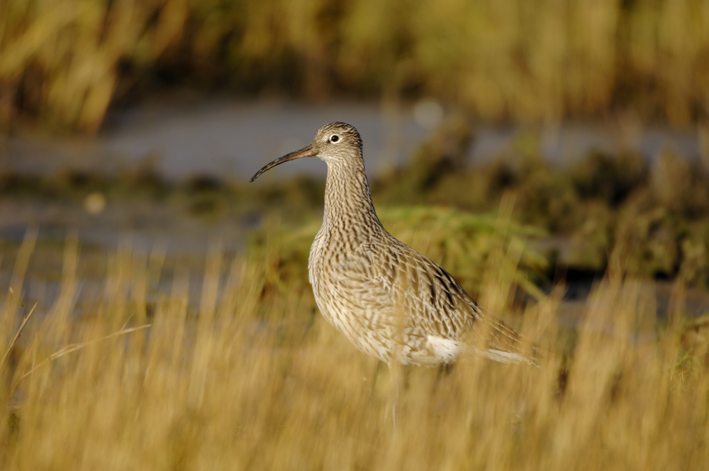 Conserving the Curlew