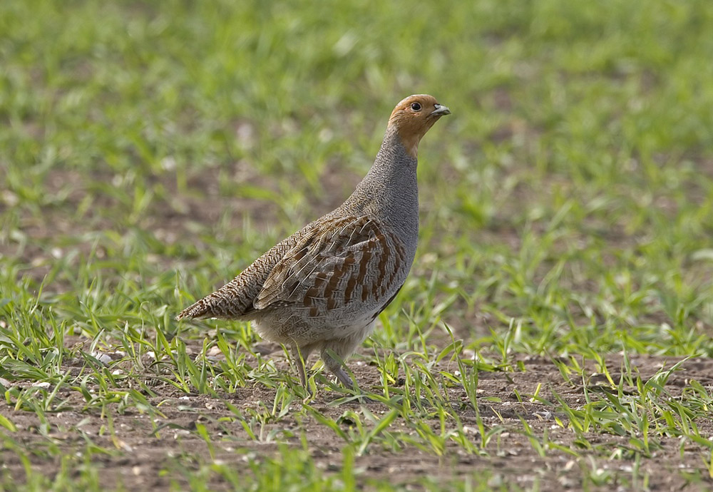 Conserving the Grey  Partridge