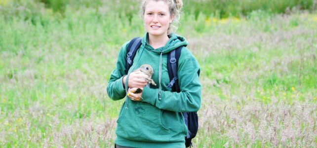 Bucking the trend – rabbit numbers at the GWCT Scottish demonstration farm