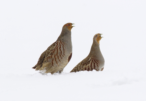 This Christmas give the gift of nesting and brood rearing cover to grey partridges