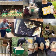 Happy Birthday Owl Box Initiative!