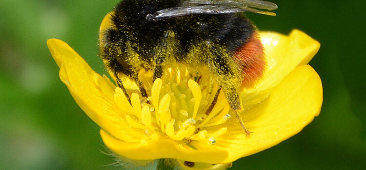 BEESPOKE – Pollinator Management Survey