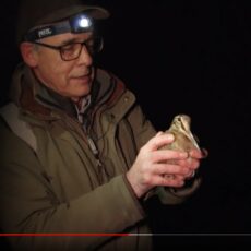 VIDEO: Woodcock ringing at night with Owen Williams
