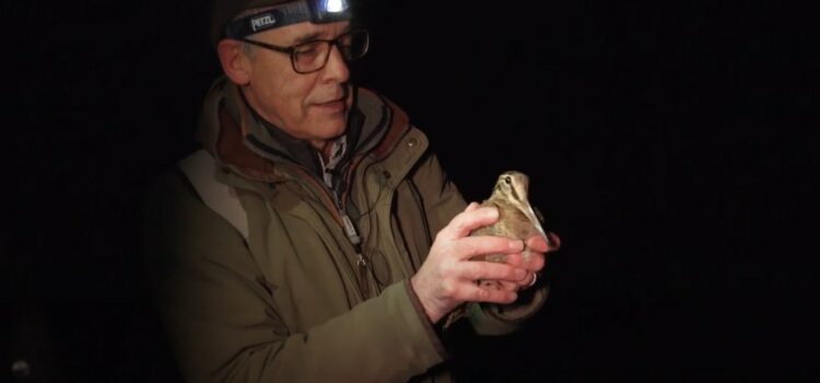 VIDEO: Woodcock ringing at night with Owen Williams