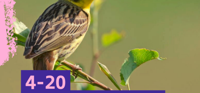 Take part in the GWCT Big Farmland Bird Count and make a real difference to the UK’s songbirds