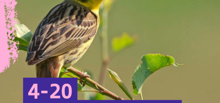 Take part in the GWCT Big Farmland Bird Count and make a real difference to the UK’s songbirds