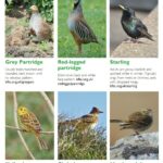 Farmland Bird Identification Guide