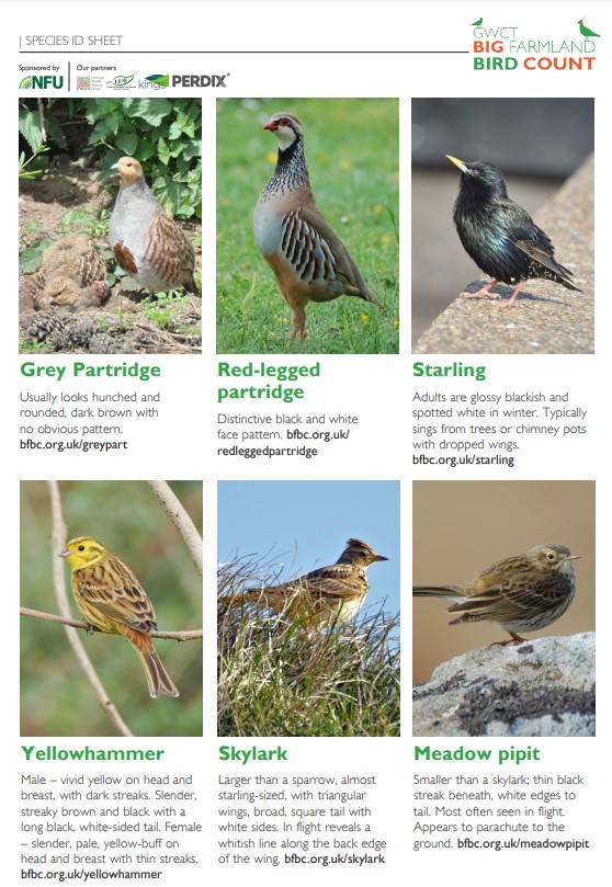 FREE DOWNLOAD: Farmland Bird Identification Guide | Working for Wildlife