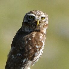 Species Profile: Little owl