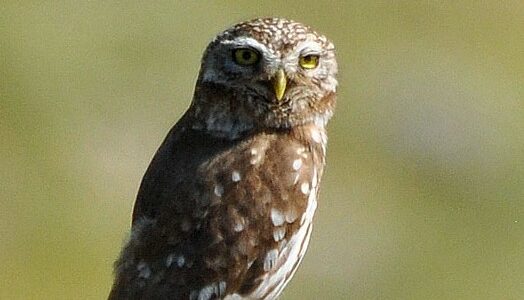 Species Profile: Little owl