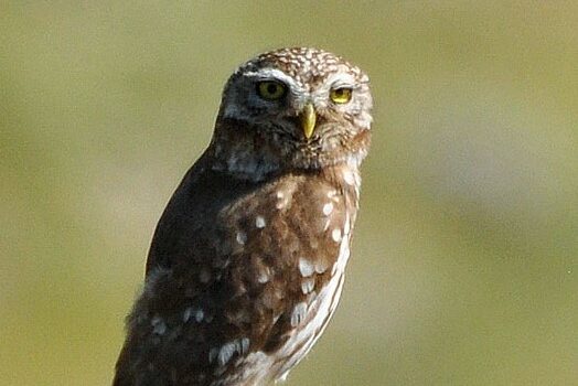 Species Profile: Little owl