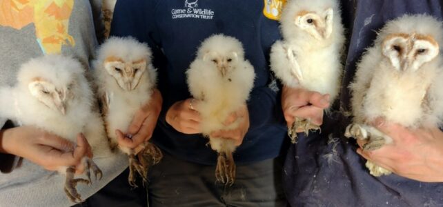Double brooding with The Owl Box Initiative