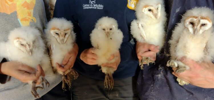 Double brooding with The Owl Box Initiative