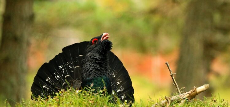 Working alongside the world’s largest grouse