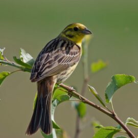 Boost for farmland birds – studies show species recovery