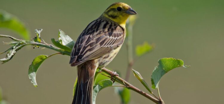 Boost for farmland birds – studies show species recovery