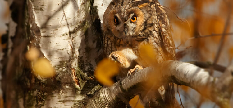 Species Profile: Long-eared owl