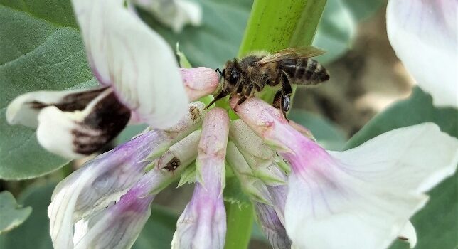 Nectar-robbing bees