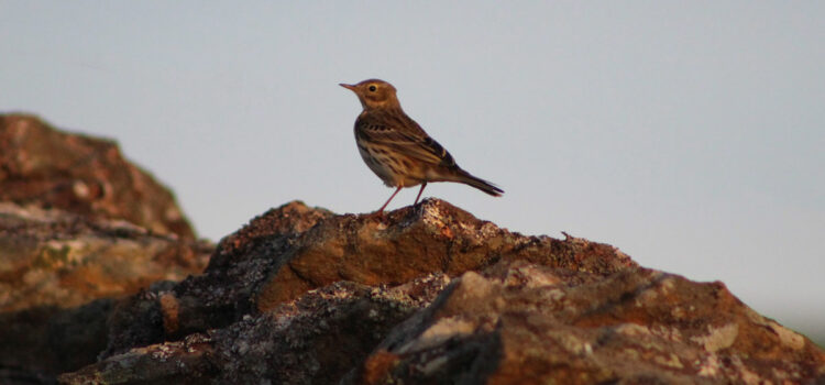 Investigating the effect of survey time on bird counts