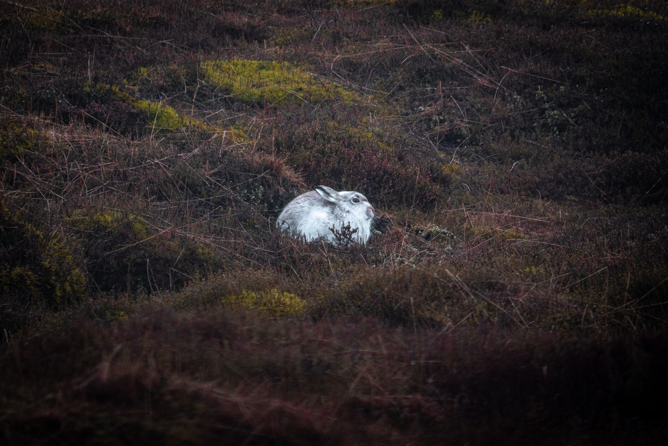Peak District a stronghold for mountain hares