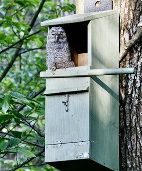 National Nest Box Week: Tawny Owl (Strix aluco)
