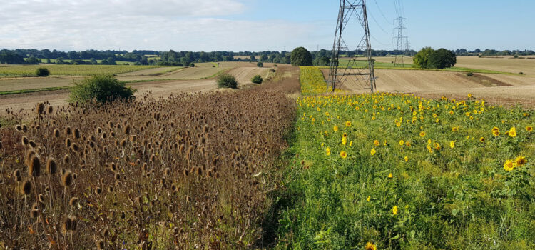 New ground-breaking Wildlife Plot will boost biodiversity