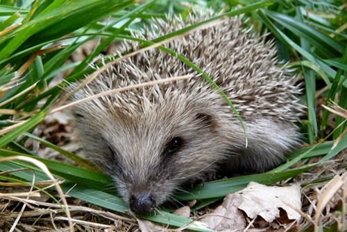 Hedgehogs – a worrying future?