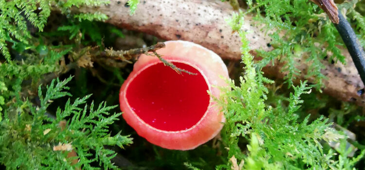 Species Profile: Scarlet elf cup