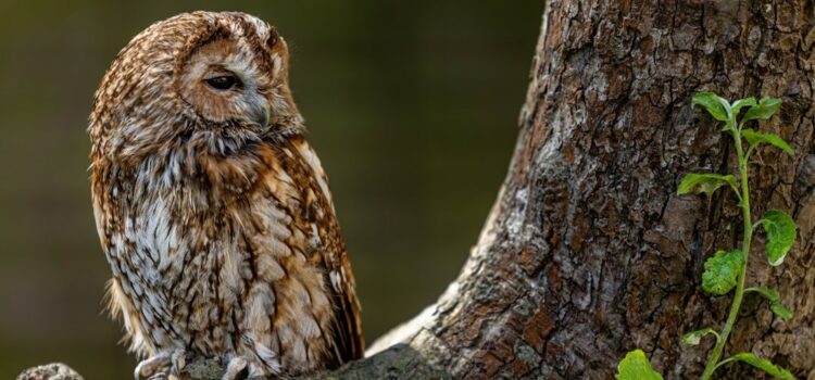 Species Profile: Tawny Owl (Strix aluco)