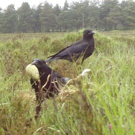 GWCT curlew research in the New Forest