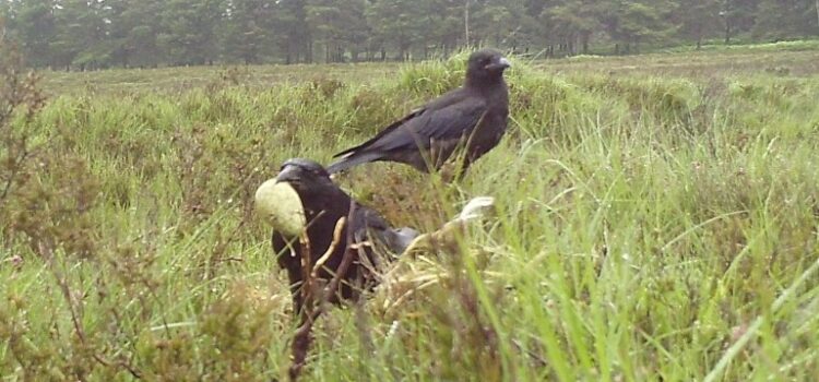 GWCT curlew research in the New Forest