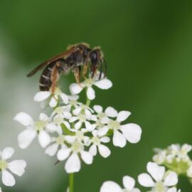 BEESPOKE: Solitary bees of the United Kingdom
